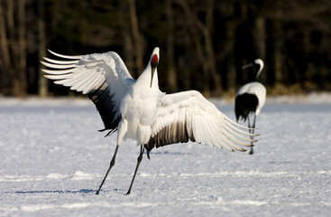 Obraz premium Chinese Kraanvogel; Red-crowned Crane