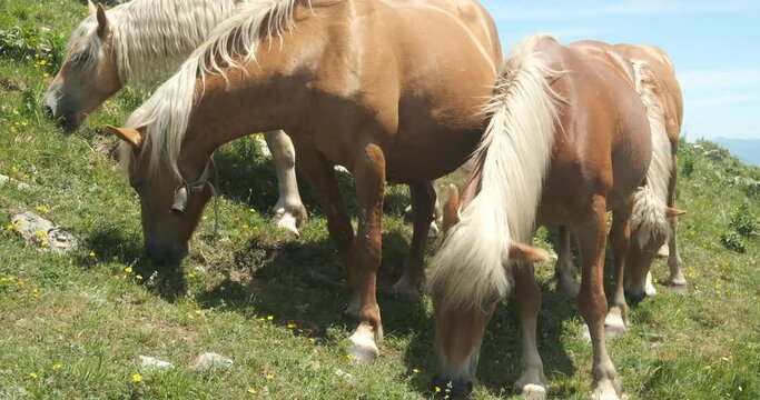 Horses graze. Horses grazing in the mountains of Tuscany.On Monte Matanna in the Apuan Alps, wild horses graze free. Italy. 