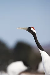 Foto auf Leinwand Chinese Kraanvogel  Red-crowned Crane © AGAMI