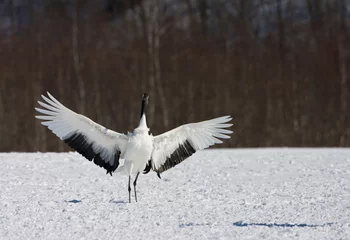 Foto auf Leinwand Chinese Kraanvogel landend in de sneeuw  Red-crowned Crane landing in the snow © AGAMI