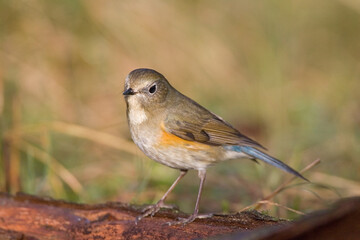 Red-flanked Bluetail, Blauwstaart, Luscinia cyanura