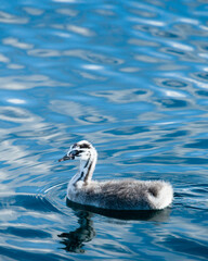 Great Crested Grebe fluff baby chick swimming in the blue waters of Lake Wanaka, South Island. Vertical format