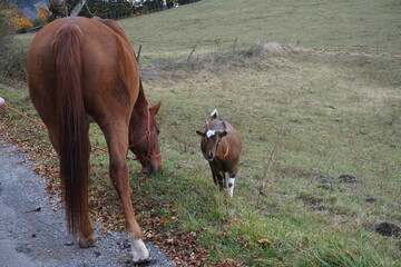 friendly horse and goat in field