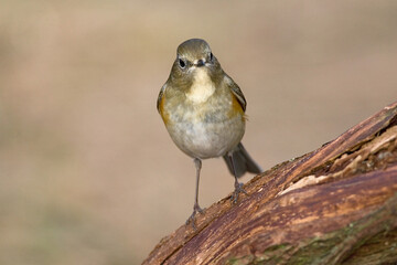 Red-flanked Bluetail, Blauwstaart, Luscinia cyanura