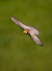Roodpootvalk, Red-footed Falcon, Falco vespertinus