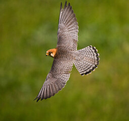 Roodpootvalk, Red-footed Falcon, Falco vespertinus