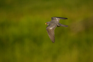 Roodpootvalk, Red-footed Falcon, Falco vespertinus
