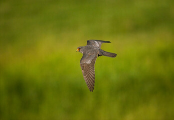 Roodpootvalk, Red-footed Falcon, Falco vespertinus