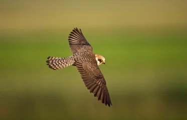 Foto op Plexiglas Roodpootvalk, Red-footed Falcon, Falco vespertinus © AGAMI