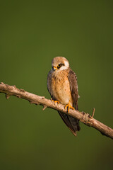 Roodpootvalk, Red-footed Falcon, Falco vespertinus