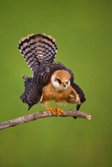 Roodpootvalk, Red-footed Falcon, Falco vespertinus