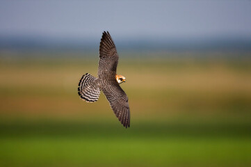 Roodpootvalk, Red-footed Falcon, Falco vespertinus