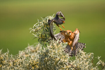 Roodpootvalk, Red-footed Falcon, Falco vespertinus