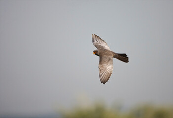 Roodpootvalk, Red-footed Falcon, Falco vespertinus