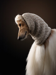 portrait of an Afghan hound in a cap. long-haired dog for excellent grooming