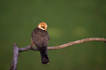 Roodpootvalk, Red-footed Falcon, Falco vespertinus