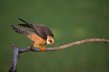 Roodpootvalk, Red-footed Falcon, Falco vespertinus