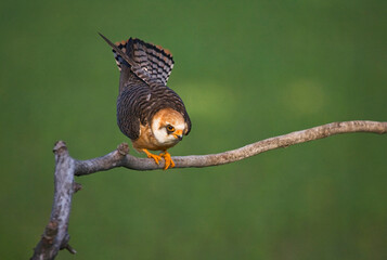 Fototapeta premium Roodpootvalk, Red-footed Falcon, Falco vespertinus