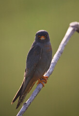 Marc Guyt / www.agami.nl