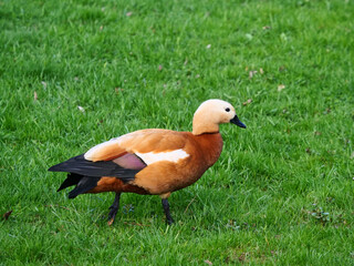 Mandarin duck walks on the green grass