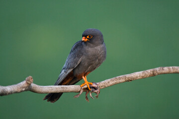 Roodpootvalk, Red-Footed Falcon, Falco vespertinus