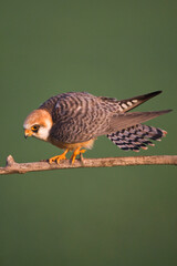 Roodpootvalk, Red-footed Falcon, Falco vespertinus