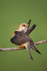 Roodpootvalk, Red-footed Falcon, Falco vespertinus