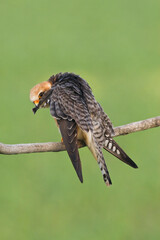 Roodpootvalk, Red-footed Falcon, Falco vespertinus