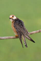 Roodpootvalk, Red-footed Falcon, Falco vespertinus