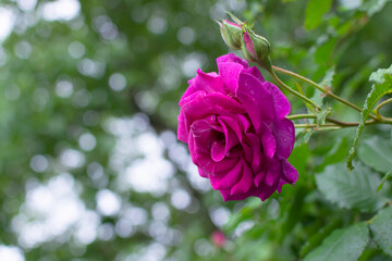 rose in the garden