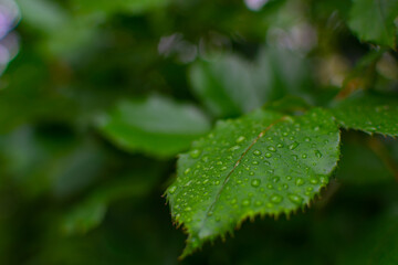 The green leaves of the rose bush are covered with raindrops.