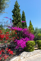 garden in Italy with cypresses and bougainvillea