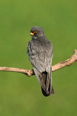 Roodpootvalk, Red-Footed Falcon, Falco vespertinus