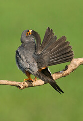Roodpootvalk, Red-Footed Falcon, Falco vespertinus