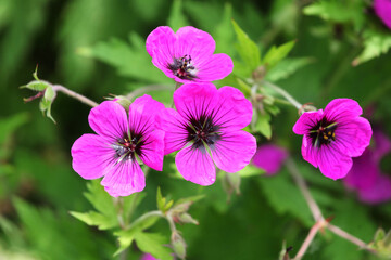 Obraz premium Hardy Geranium patricia 'brempat' in flower