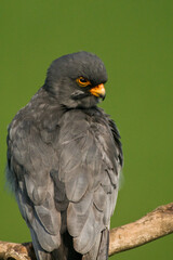Roodpootvalk, Red-Footed Falcon, Falco vespertinus