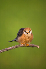 Roodpootvalk, Red-footed Falcon, Falco vespertinus