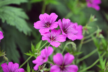 Hardy Geranium patricia 'brempat' in flower