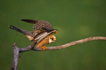 Roodpootvalk, Red-footed Falcon, Falco vespertinus