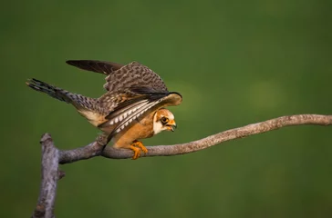 Foto auf Acrylglas Roodpootvalk, Red-footed Falcon, Falco vespertinus © AGAMI