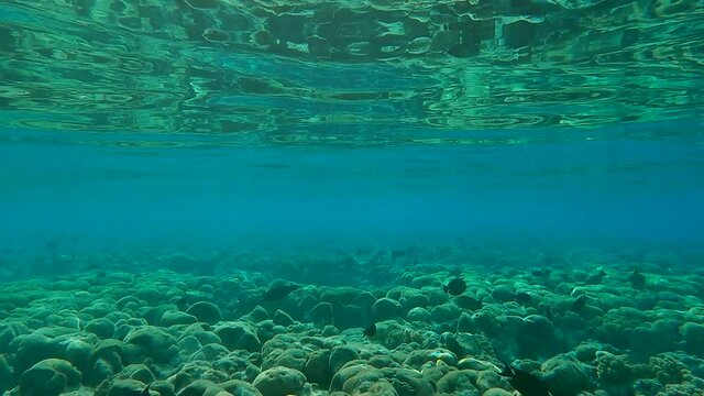 School of tropical ish swims in the blue water on shallow water coral reef (4K - 60fps)