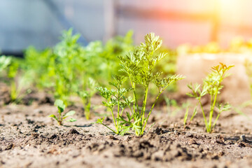 Growing carrots in a vegetable field in the open field. Carrot growing field. Agricultural industry.