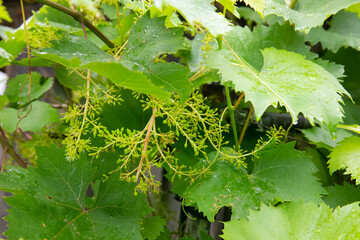 Small green buds of grapes. Green grapes
