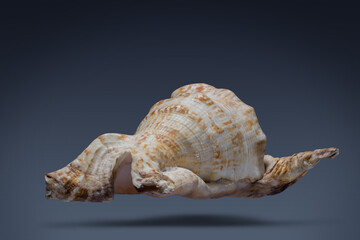 floating seashell laying in the middle of dark blue background subject have clipping path already.