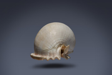 floating seashell laying in the middle of dark blue background subject have clipping path already.