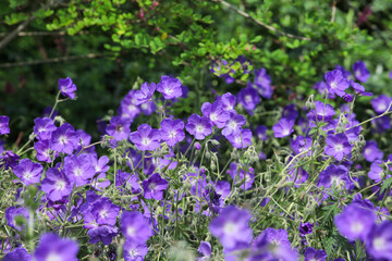 Hardy Geranium 'Orion' in flower