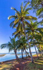Fototapeta na wymiar Cocotiers sur plage de Bassin Pirogue, l’Etang-salé-l’est-Bain’s, île de la Réunion 