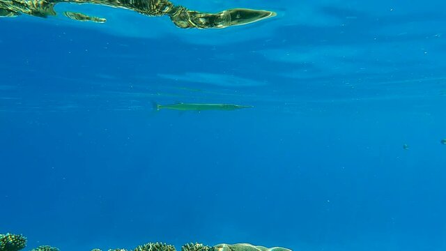 Needlefish swim on the blue water in sunrays (4K - 60fps)