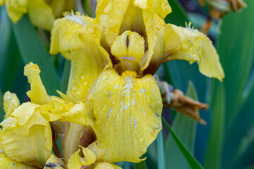 Iris nana 'Pogo' small sword lily flower detail 2