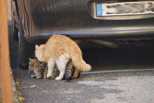 male orange cat and grey female mating in the street